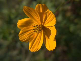 Yellow flower at sunset.