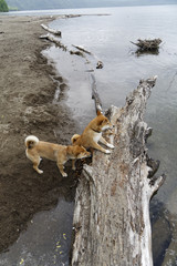 Fototapeta premium 夏の柴犬