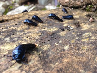 black beetle