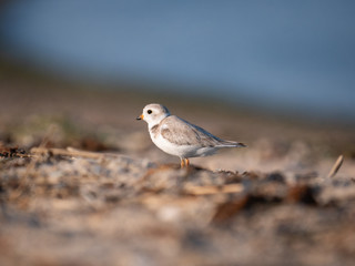 Piping Plover