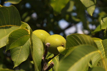 Chestnut in summer garden