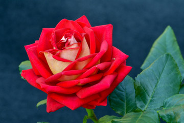 Red Rose