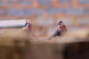 pigeons after the rain