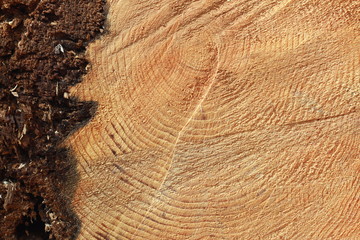 Wood tree cut background