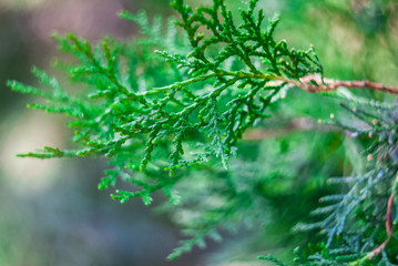 green branch of thuya macro