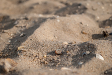 Fototapeta na wymiar sea sand on the beach macro