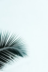 Obraz premium Palm leaves silhouette against sky. Creative minimalism. Copy space for text