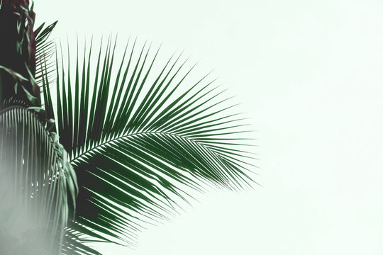 Palm leaves silhouette against sky. Creative minimalism. Copy space for text