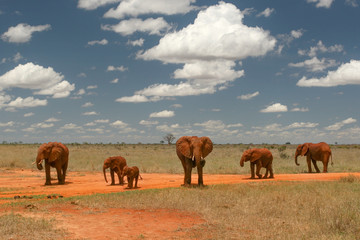 Group of elephants walking on African savanna, with contrasty sky and clouds above.