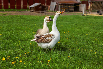 Pair of domesticated geese on a farm.