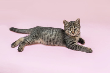 half-breed kitten is laying on a pink background