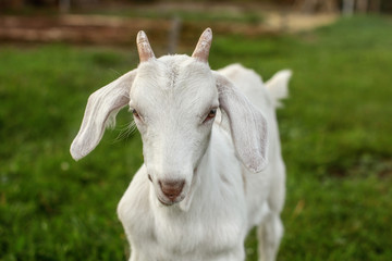 Closeup - head of young goat kid on green grass, looking straight to camera.