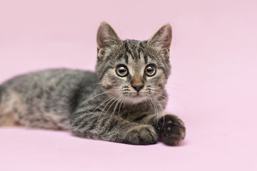 half-breed kitten is laying on a pink background
