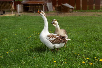 Two domesticated geese walking on a meadow with dandelions, farm in background