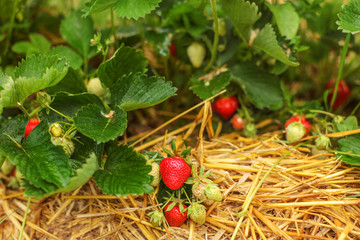 Strawberries both ripe and unripe, covered with leaves, straw under them. Strawberry field farm.