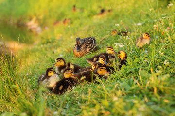 Little mallards (Anas platyrhynchos) preparing for sleep, with mother duck in background, sunset light.