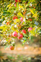 Apple tree in old apple orchard.