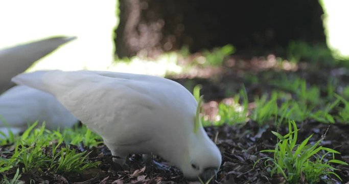 Close up of cockatoo eating off the ground