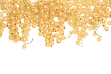 Lot of whole fresh white currant berry blanka variety hanging flatlay isolated on white