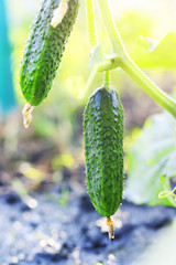 harvest fresh green vegetables cucumbers grew in the garden  on the farm in summer Sunny day after rain