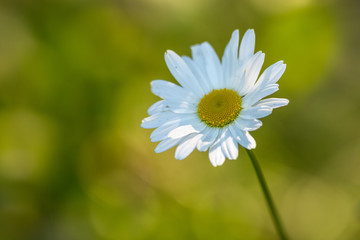 Obraz premium Solitary May flower with a green out of focus background