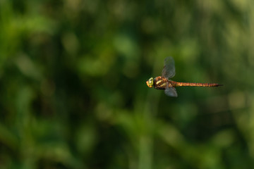 Beautiful nature scene with dragonfly Norfolk Hawker . Macro shot of the flying dragonfly Norfolk Hawker. Dragonfly in the nature habitat.