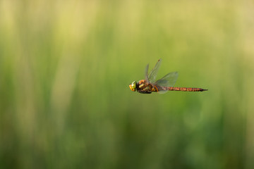 Beautiful nature scene with dragonfly Norfolk Hawker . Macro shot of the flying dragonfly Norfolk Hawker. Dragonfly in the nature habitat.