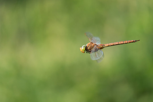 Beautiful nature scene with dragonfly Norfolk Hawker . Macro shot of the flying dragonfly Norfolk Hawker. Dragonfly in the nature habitat.