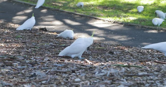 Flock of cockatoos eating off the ground on the side of a golf course