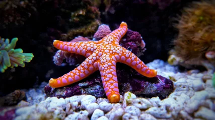Deurstickers Fromia seastar in koraalrif aquarium tank is een van de meest verbazingwekkende levende decoraties © Kolevski.V