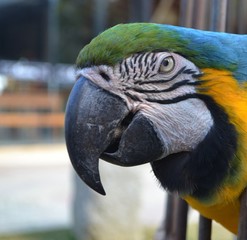 brazilian macaw 