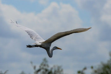 White Heron
