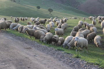 Sheep herd in Georgia