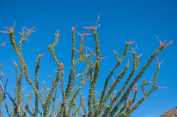 Naklejka premium Ocotillo