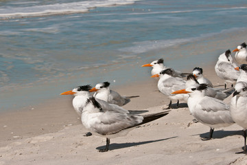 Front view, close up of a group of Royal terns at the edge of a topical shoreline, facing a stiff wind on a sunny, winter day on the Gulf of Mexico