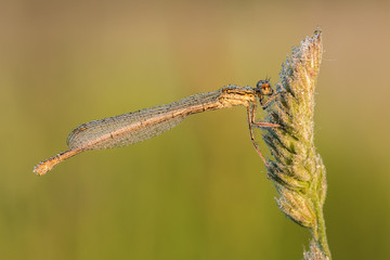 Naklejka premium Beautiful nature scene with White-legged damselfly (Platycnemis pennipes). White-legged damselfly (Platycnemis pennipes) in the nature habitat.