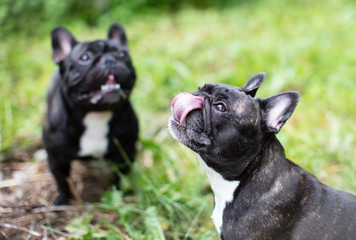 French bulldog outside playing 