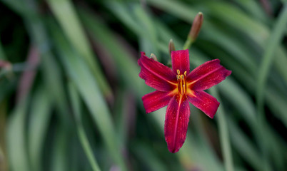 Lily flower and green leaf background in garden at summer or spring day. 