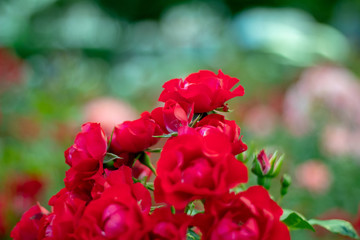 Fototapeta premium Red roses in the garden, shallow depth of field