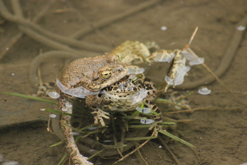 Frog action, georgia
