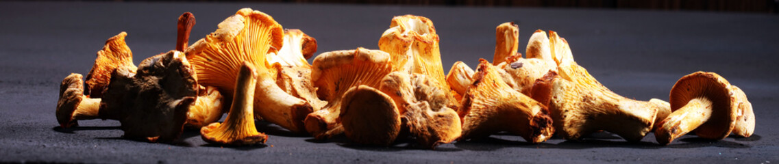 Mushrooms chanterelle on table. Raw wild mushrooms chanterelles. Composition with wild mushroom