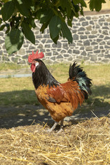 rooster on the dunghill