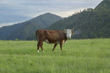 Cow graze in the meadow