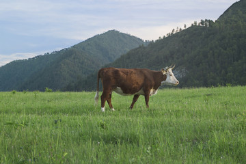 Cow graze in the meadow