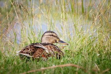 Portrait of Female mallard duck in grass