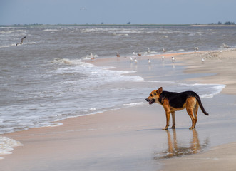 Dog on the beach. The dog runs along the coastline