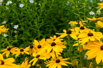 Obraz premium Bright yellow flowers in the garden