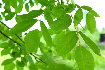 Fototapeta na wymiar Walnut leaf . Green walnuts on the tree together . Young green leaves of walnut in the garden . Background of green leaves on the trunk of an apple tree.