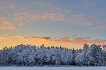 Snowy white trees on a sunset.