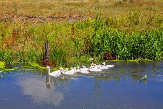 flock of domestic birds